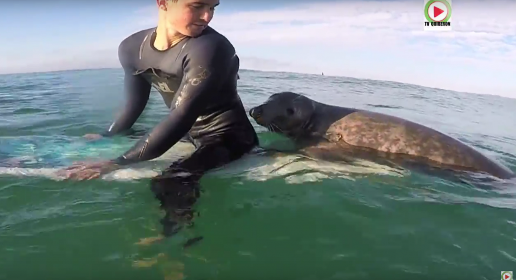 Seal You surprises Surfers in Brittany - Quiberon 24 Television