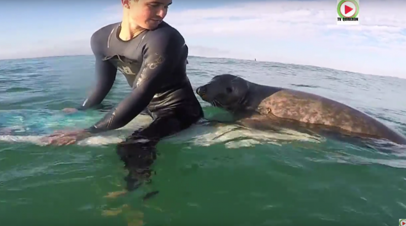 Seal You surprises Surfers in Brittany - Quiberon 24 Television