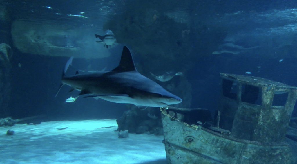 Australian Sharks Océarium Le Croisic - La Baule 24 TV