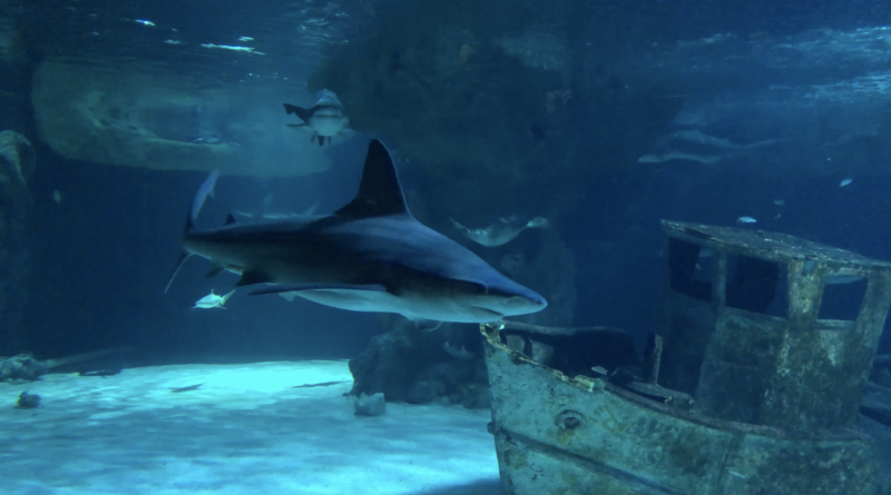 Australian Sharks Océarium Le Croisic - La Baule 24 TV