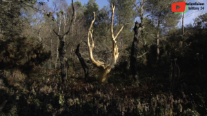 Brittany | Brocéliande The Tree of Gold - Brittany 24 Television