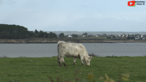 Brittany | Tascon island Gulf of Morbihan - Brittany 24 Television