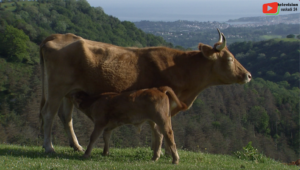 Basque Country | The Col d'Ibardin | Euskadi 24 Television