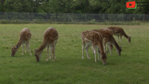 Brittany | Quinquis Animal Park Zoo | Brittany 24 Television