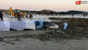 Brittany | Sea Shepherd rescued a Whale | Brittany 24 Television