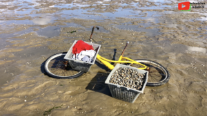 La Baule | Cockle Fishing | La Baule 24 Television
