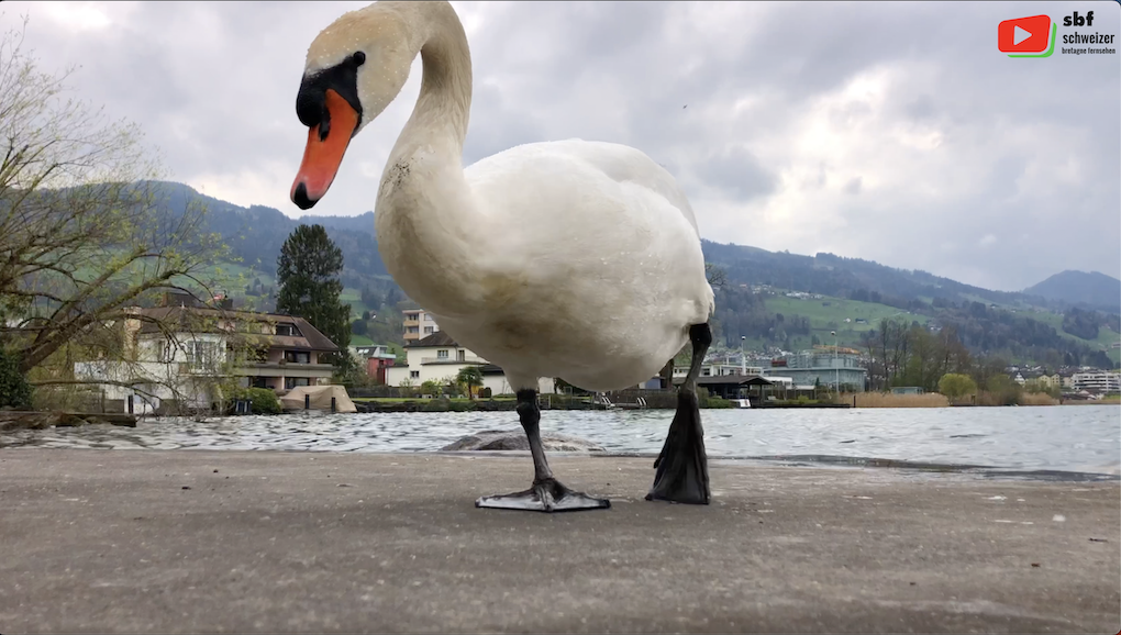 Schweizer | Lachen Zürichsee Süd | SBF Schweizer Bretagne Fernsehen