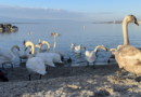 Schweiz | Genève le Lac des Cygnes | SBF Schweiz Bretagne Fernsehen