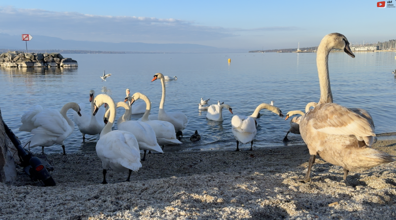 Schweiz | Genève le Lac des Cygnes | SBF Schweiz Bretagne Fernsehen