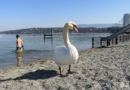 Schweiz | Genève Cygnes du Bains des Paquis | SBF Schweiz Bretagne Fernsehen