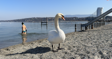 Schweiz | Genève Cygnes du Bains des Paquis | SBF Schweiz Bretagne Fernsehen