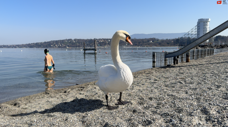 Schweiz | Genève Cygnes du Bains des Paquis | SBF Schweiz Bretagne Fernsehen