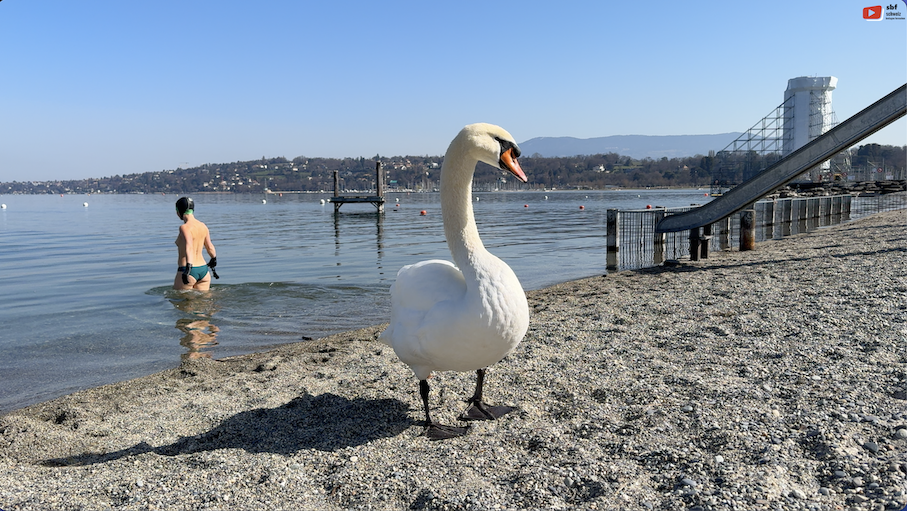 Schweiz | Genève Cygnes du Bains des Paquis | SBF Schweiz Bretagne Fernsehen